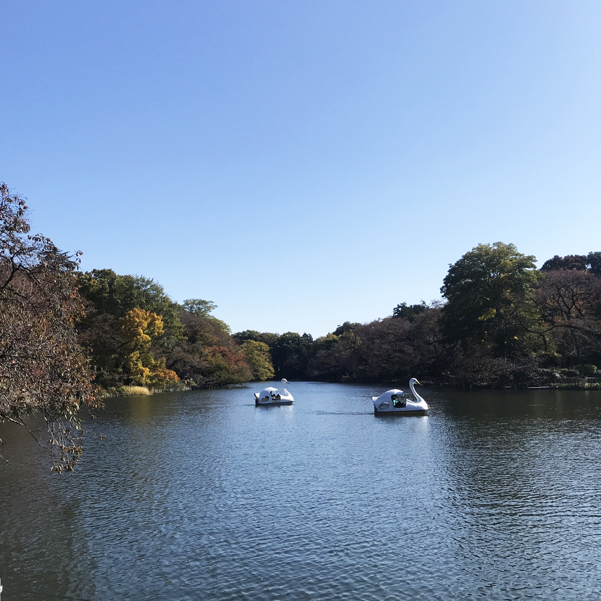 吉祥寺井之頭公園のスワンボート