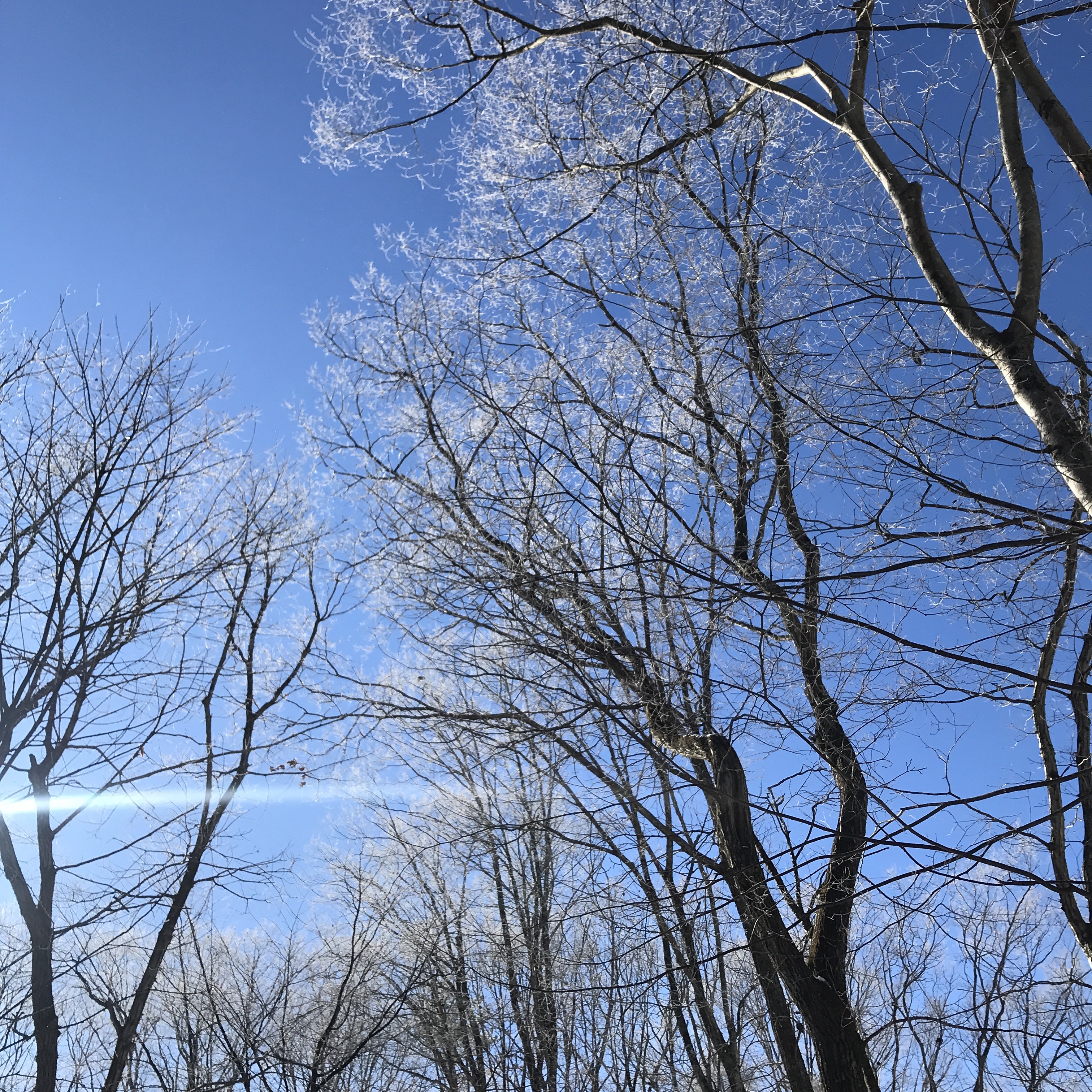 冬の軽井沢の森