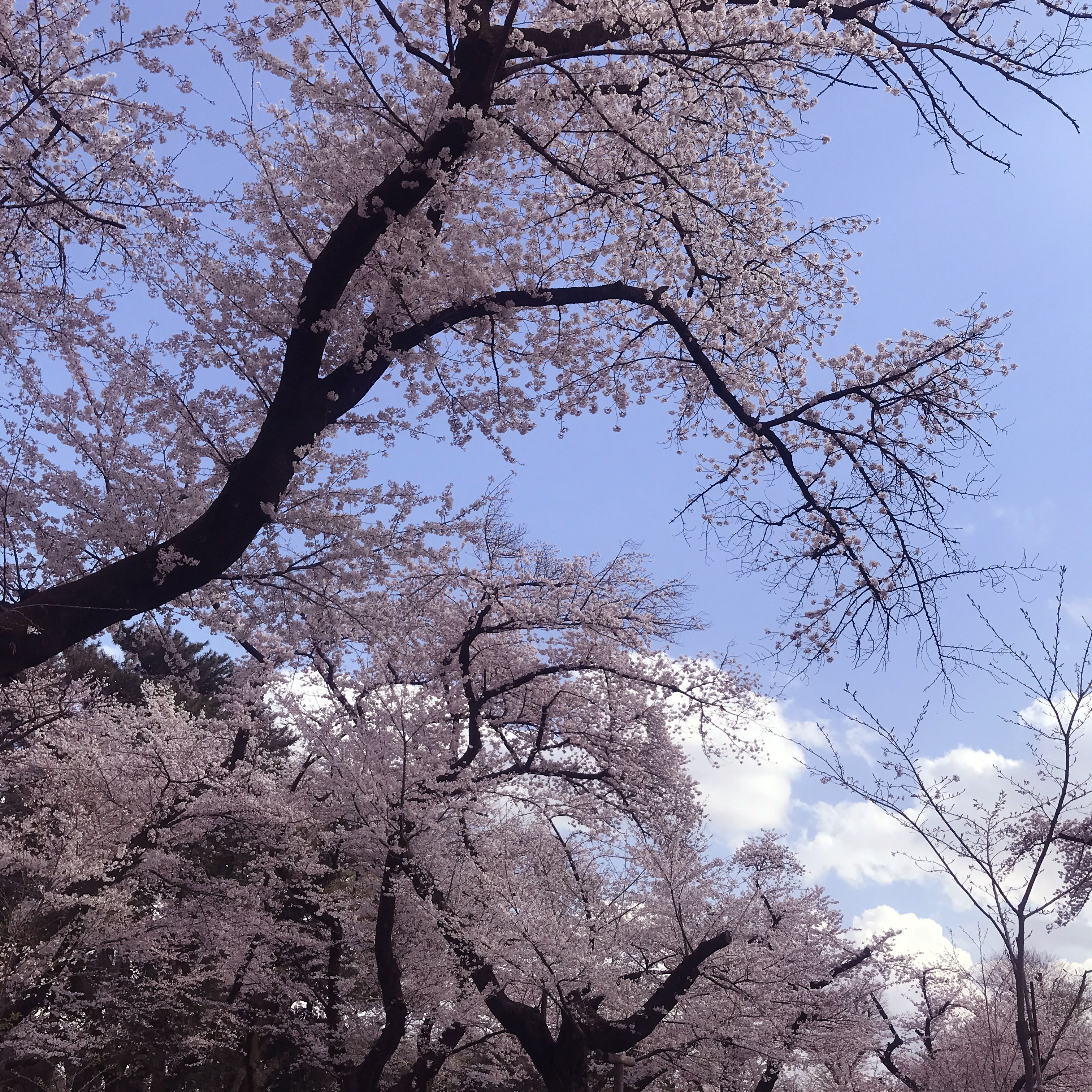 小金井公園でお花見